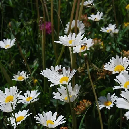 Arnica 4 Apartment *