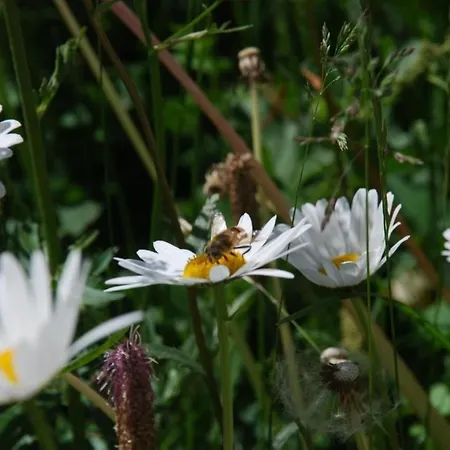 Arnica 4 * لا بانت شاموس سي إتش